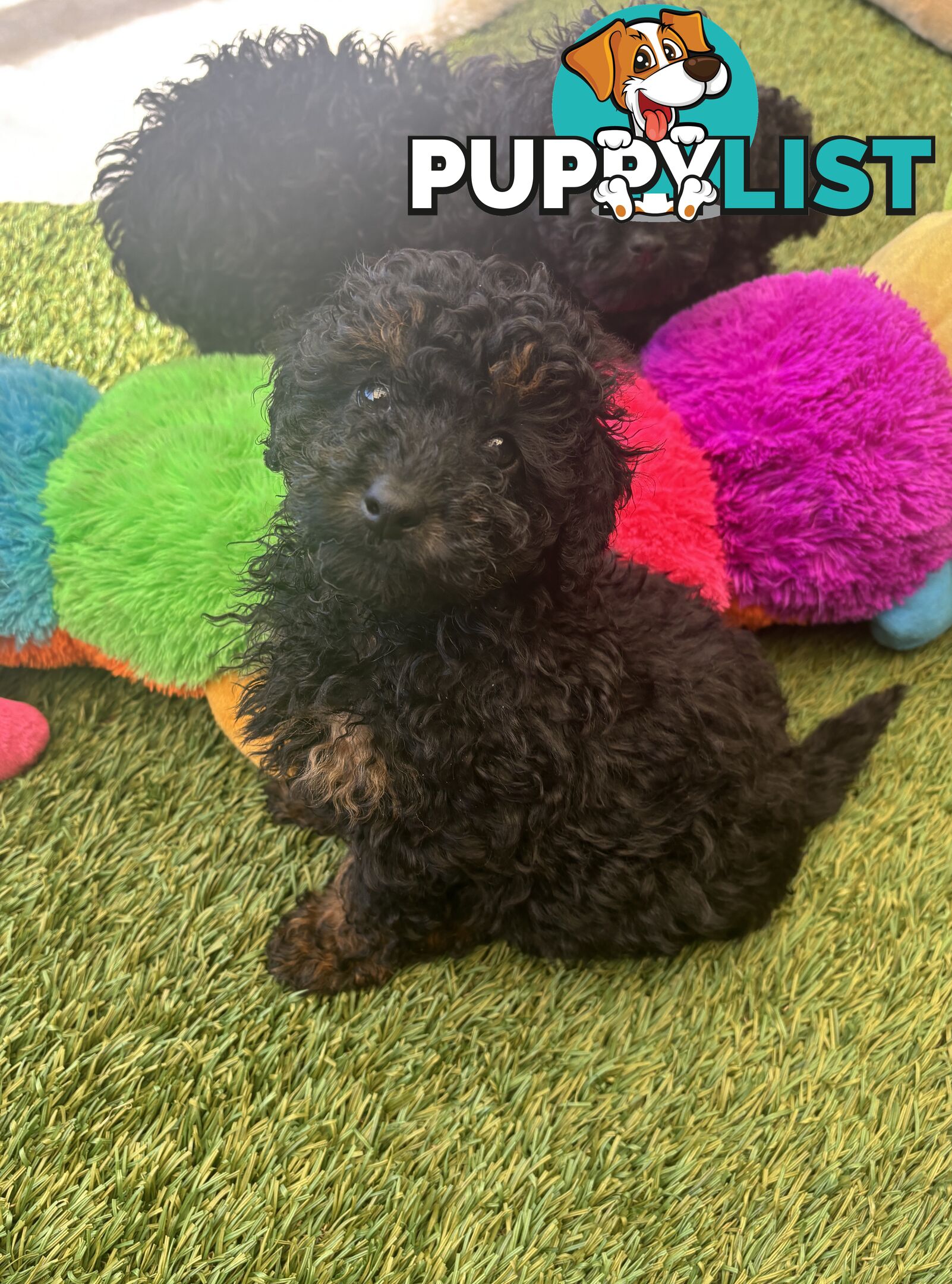 Tiny Toy Poodle Puppies, DNA Cleared Happy Healthy Pets for companion homes
