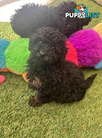 Tiny Toy Poodle Puppies, DNA Cleared Happy Healthy Pets for companion homes