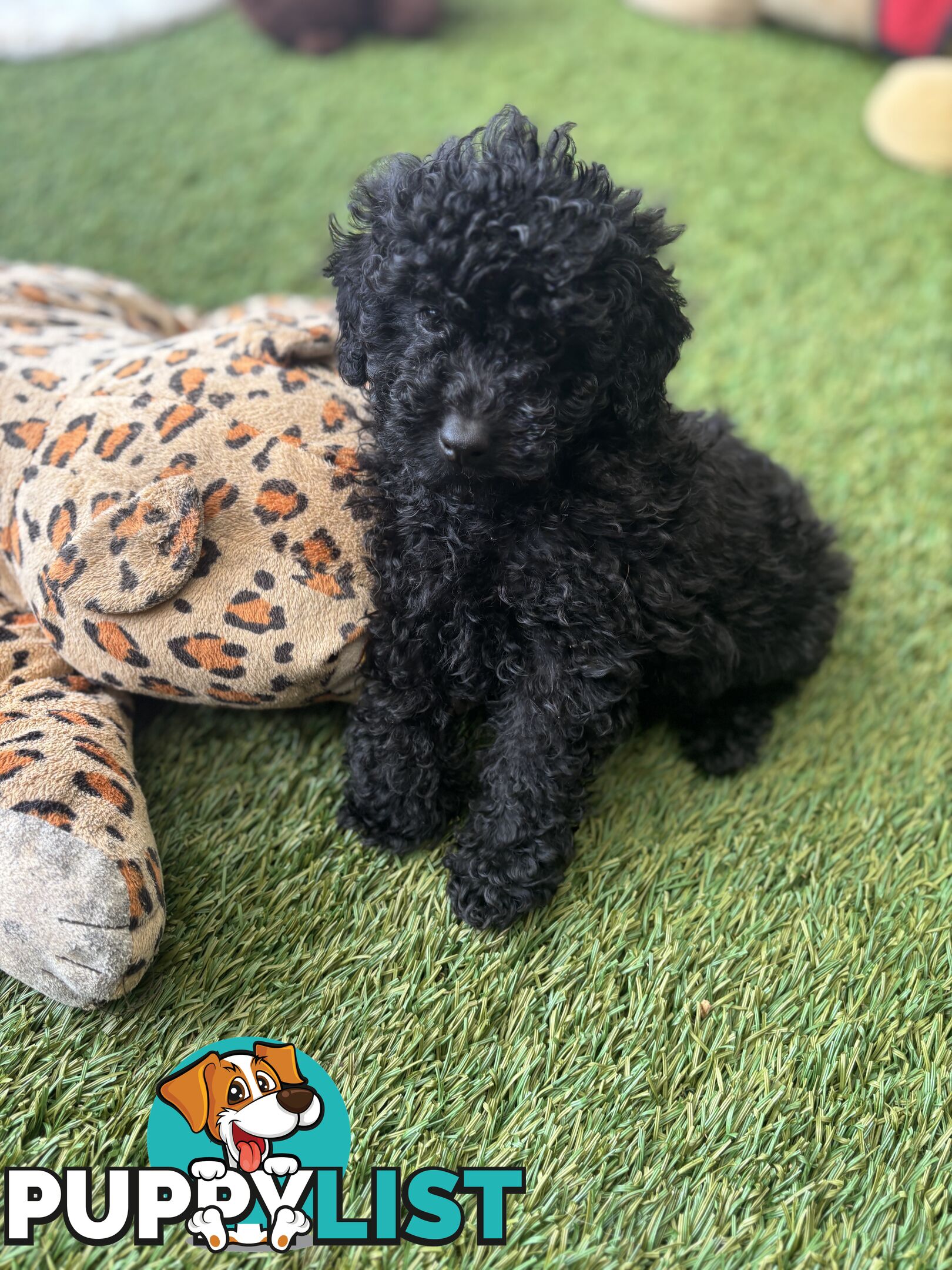 Tiny Toy Poodle Puppies, DNA Cleared Happy Healthy Pets for companion homes
