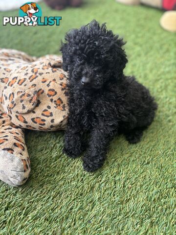 Tiny Toy Poodle Puppies, DNA Cleared Happy Healthy Pets for companion homes
