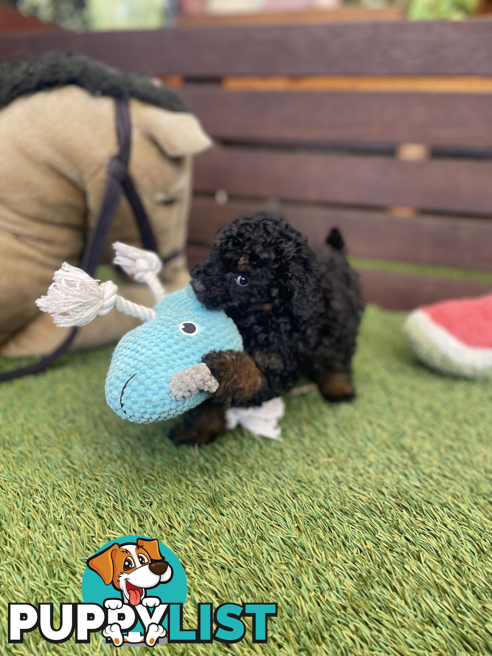 Tiny Toy Poodle Puppies, DNA Cleared Happy Healthy Pets for companion homes