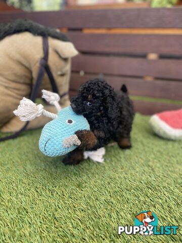 Tiny Toy Poodle Puppies, DNA Cleared Happy Healthy Pets for companion homes