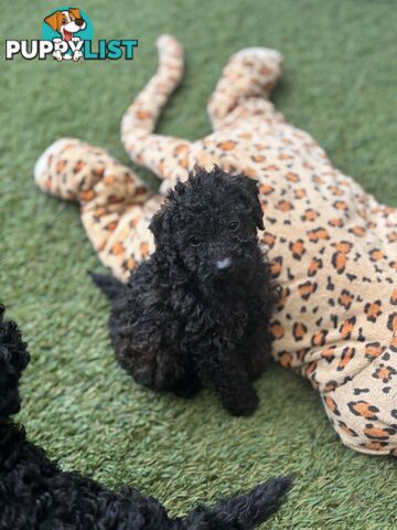 Tiny Toy Poodle Puppies, DNA Cleared Happy Healthy Pets for companion homes