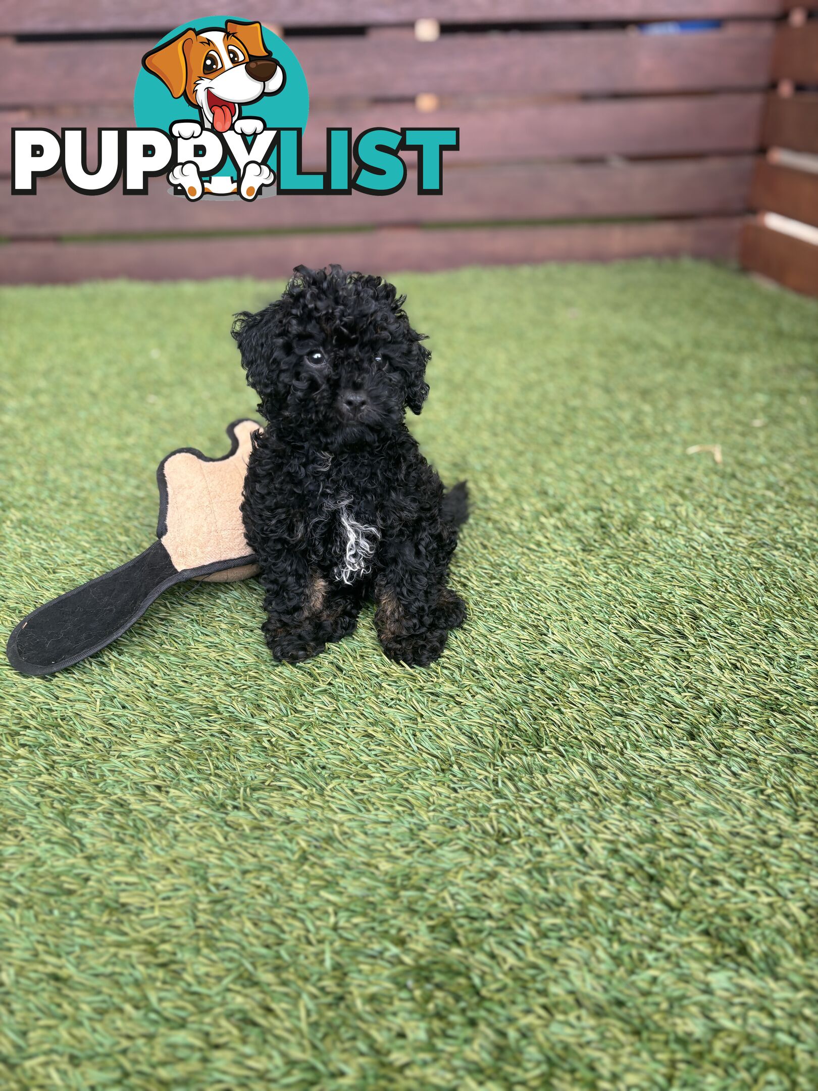 Tiny Toy Poodle Puppies, DNA Cleared Happy Healthy Pets for companion homes
