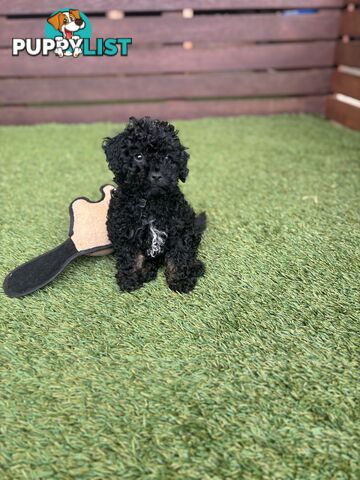 Tiny Toy Poodle Puppies, DNA Cleared Happy Healthy Pets for companion homes