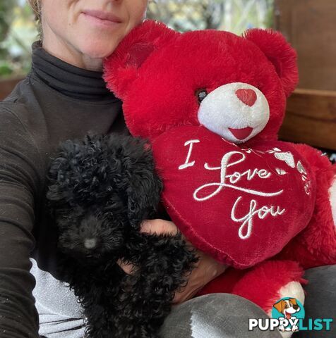 Tiny Toy Poodle Puppies, DNA Cleared Happy Healthy Pets for companion homes
