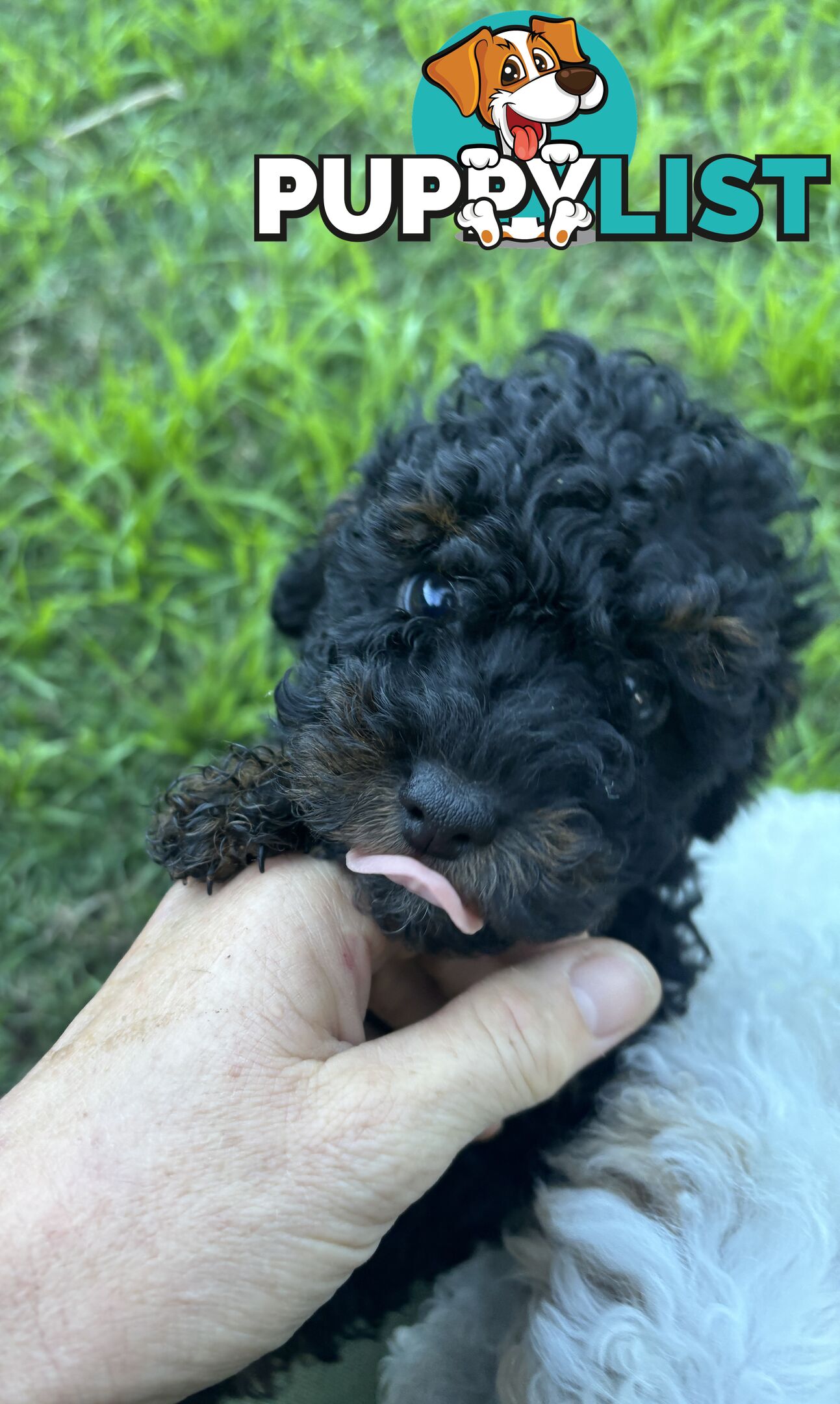 Tiny Toy Poodle Puppies, DNA Cleared Happy Healthy Pets for companion homes