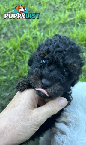 Tiny Toy Poodle Puppies, DNA Cleared Happy Healthy Pets for companion homes
