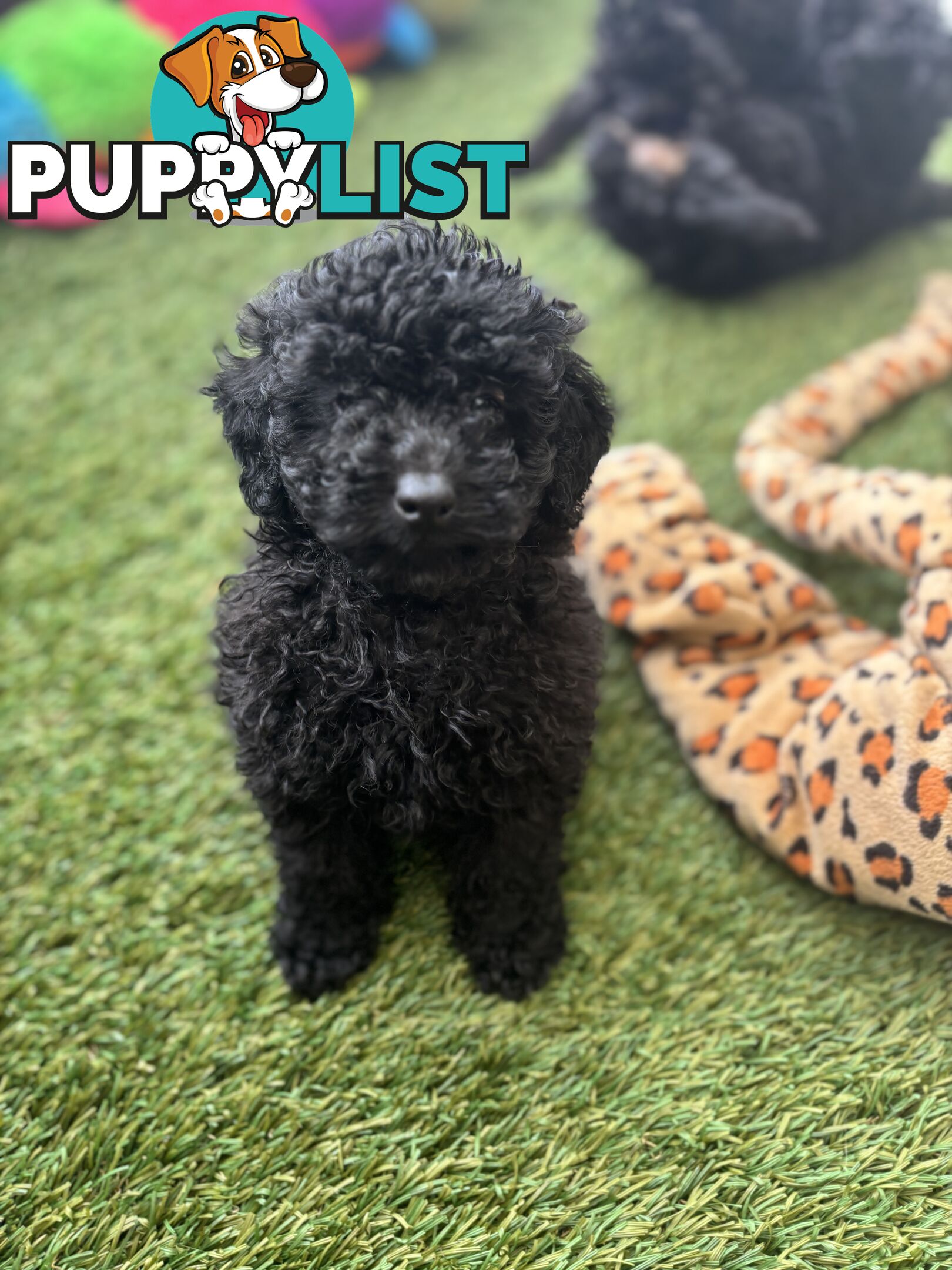 Tiny Toy Poodle Puppies, DNA Cleared Happy Healthy Pets for companion homes