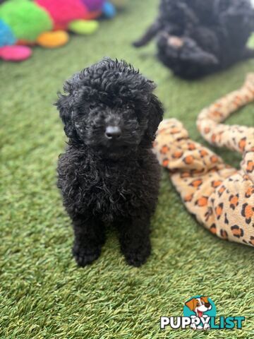 Tiny Toy Poodle Puppies, DNA Cleared Happy Healthy Pets for companion homes