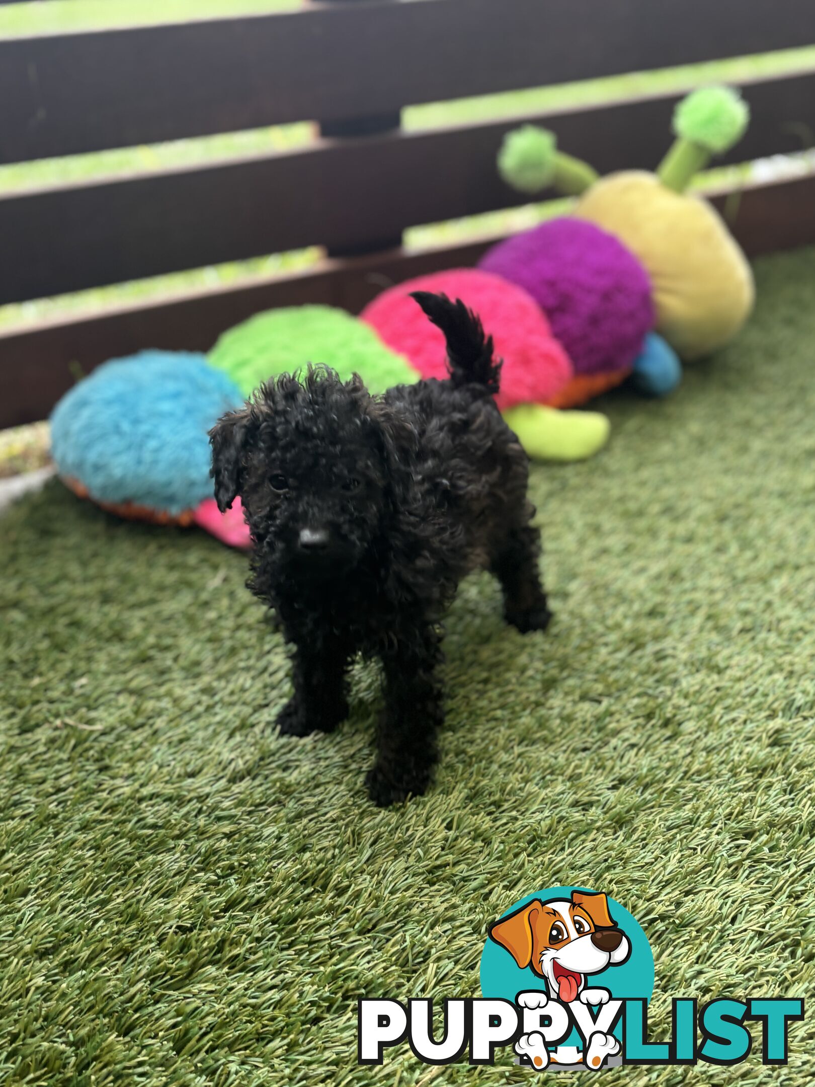 Tiny Toy Poodle Puppies, DNA Cleared Happy Healthy Pets for companion homes