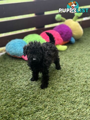 Tiny Toy Poodle Puppies, DNA Cleared Happy Healthy Pets for companion homes