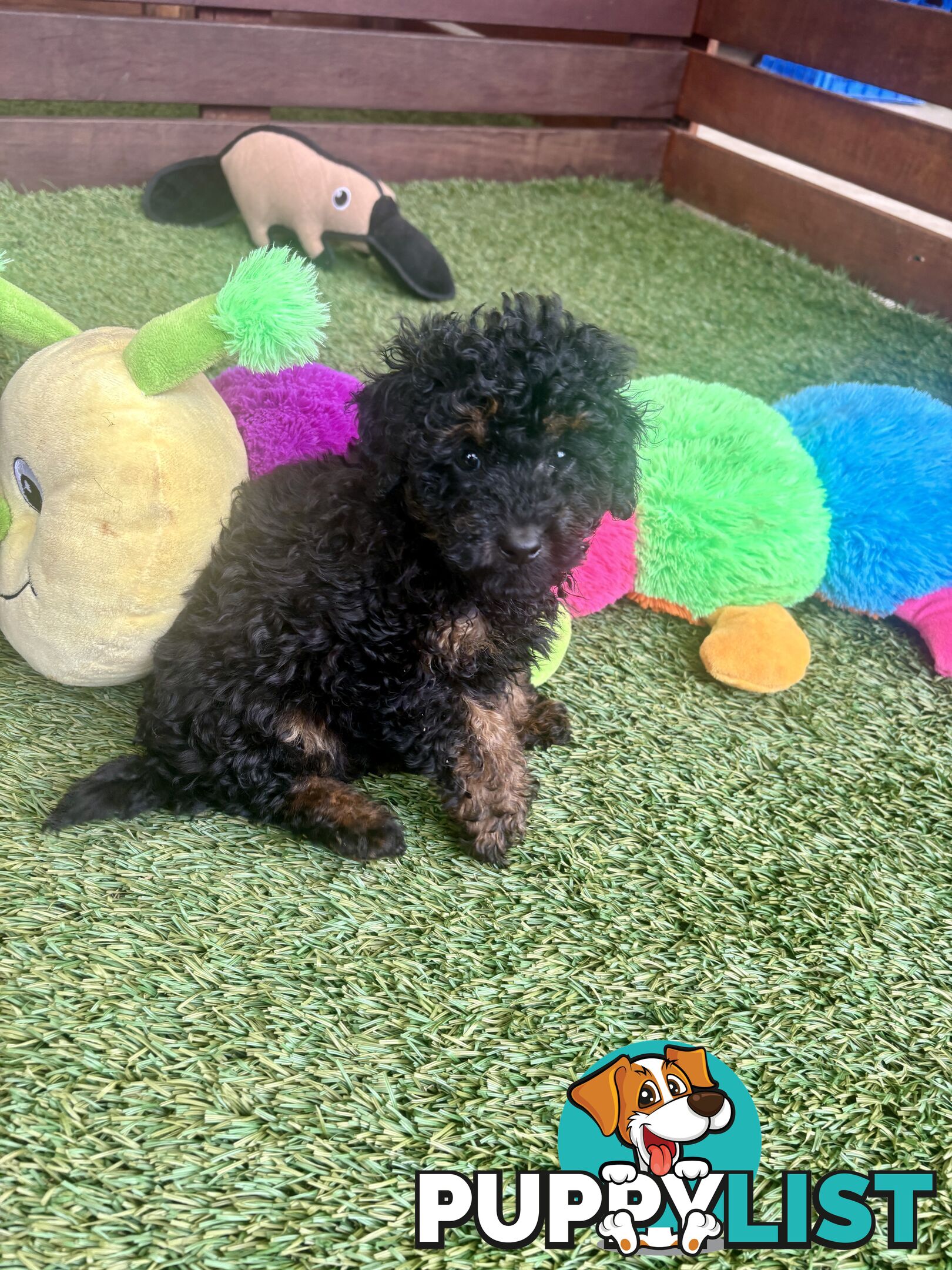 Tiny Toy Poodle Puppies, DNA Cleared Happy Healthy Pets for companion homes