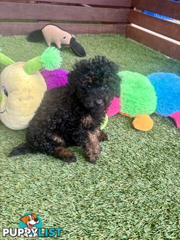 Tiny Toy Poodle Puppies, DNA Cleared Happy Healthy Pets for companion homes