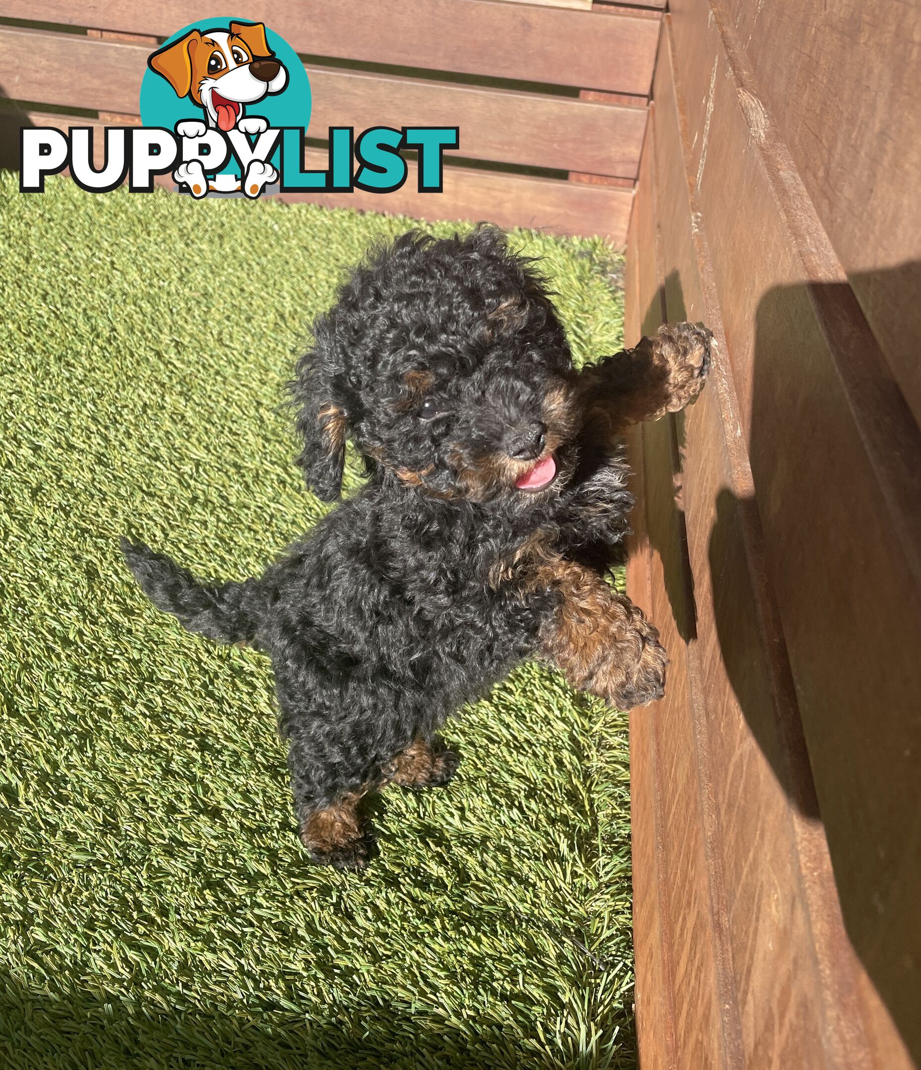 Tiny Toy Poodle Puppies, DNA Cleared Happy Healthy Pets for companion homes