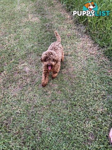 Tiny Toy Poodle Puppies, DNA Cleared Happy Healthy Pets for companion homes
