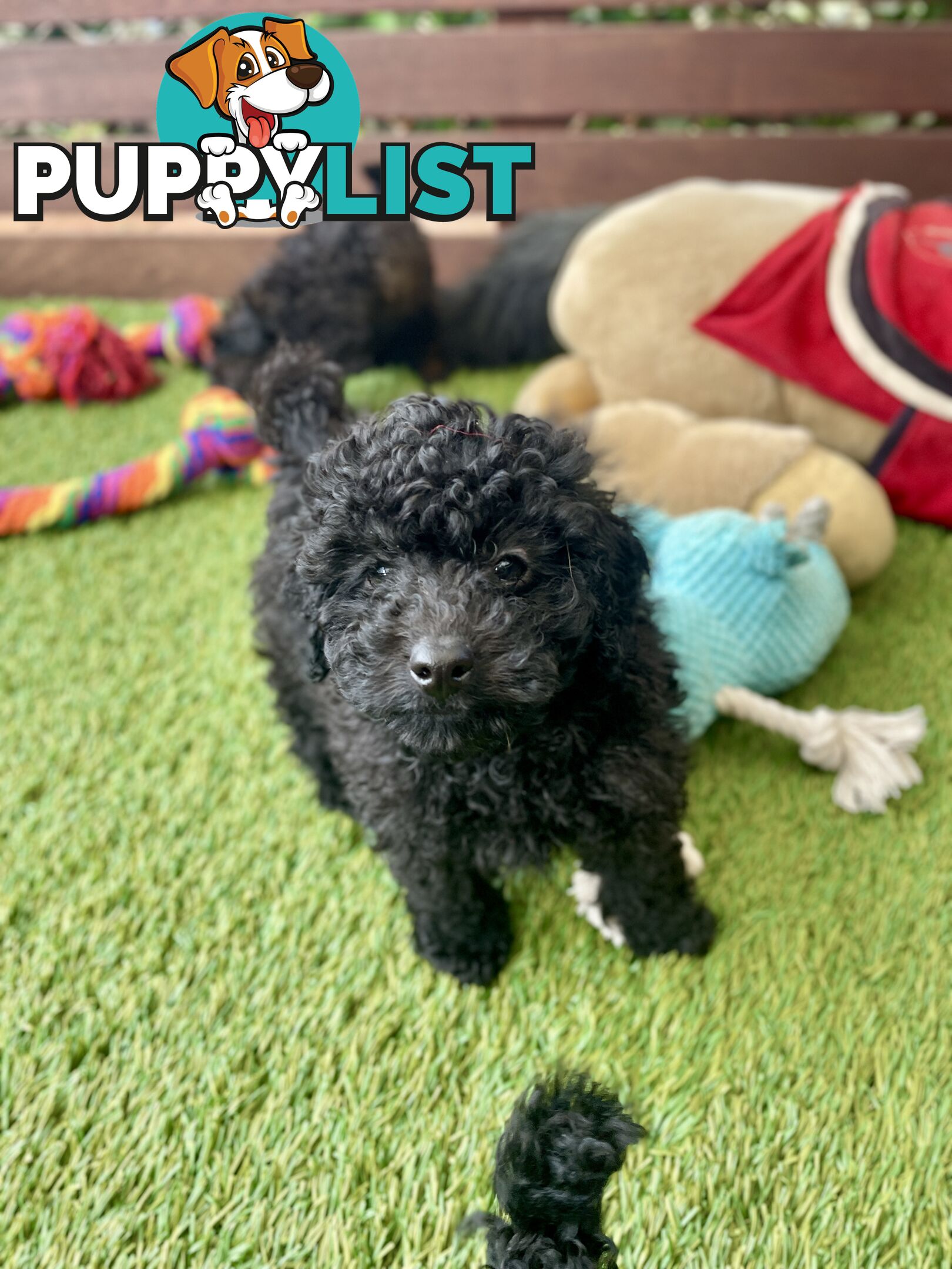 Tiny Toy Poodle Puppies, DNA Cleared Happy Healthy Pets for companion homes