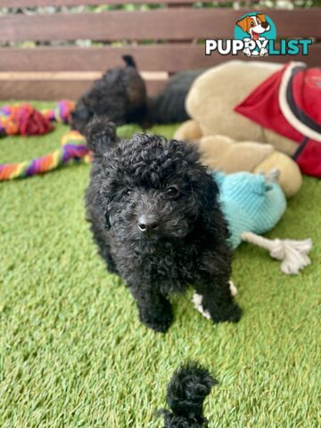 Tiny Toy Poodle Puppies, DNA Cleared Happy Healthy Pets for companion homes
