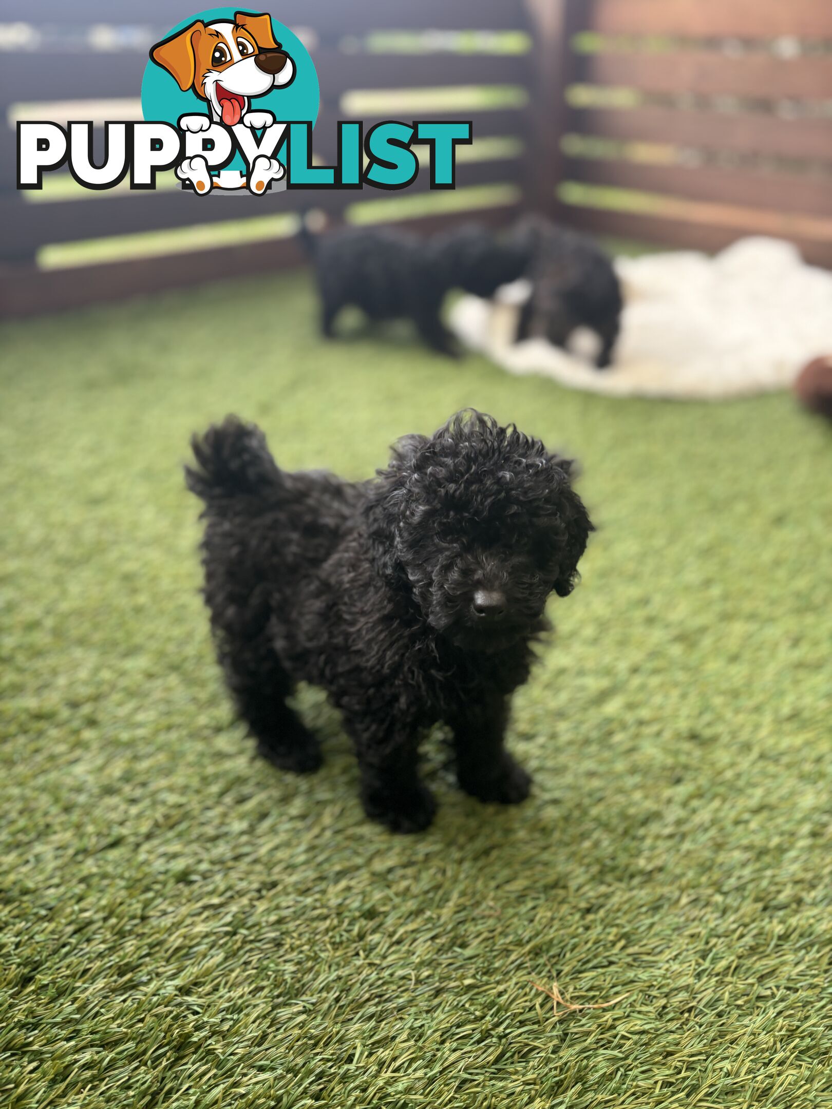 Tiny Toy Poodle Puppies, DNA Cleared Happy Healthy Pets for companion homes