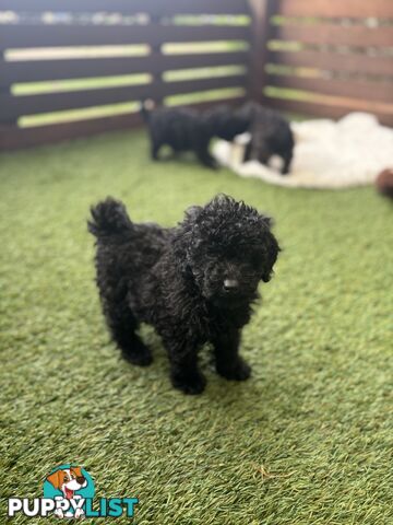 Tiny Toy Poodle Puppies, DNA Cleared Happy Healthy Pets for companion homes