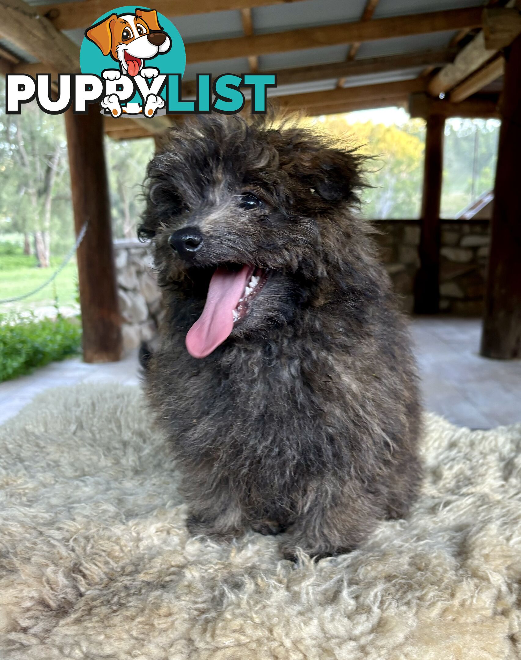 Pomapoo puppies ready for their forever homes