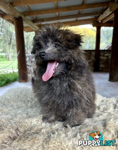 Pomapoo puppies ready for their forever homes