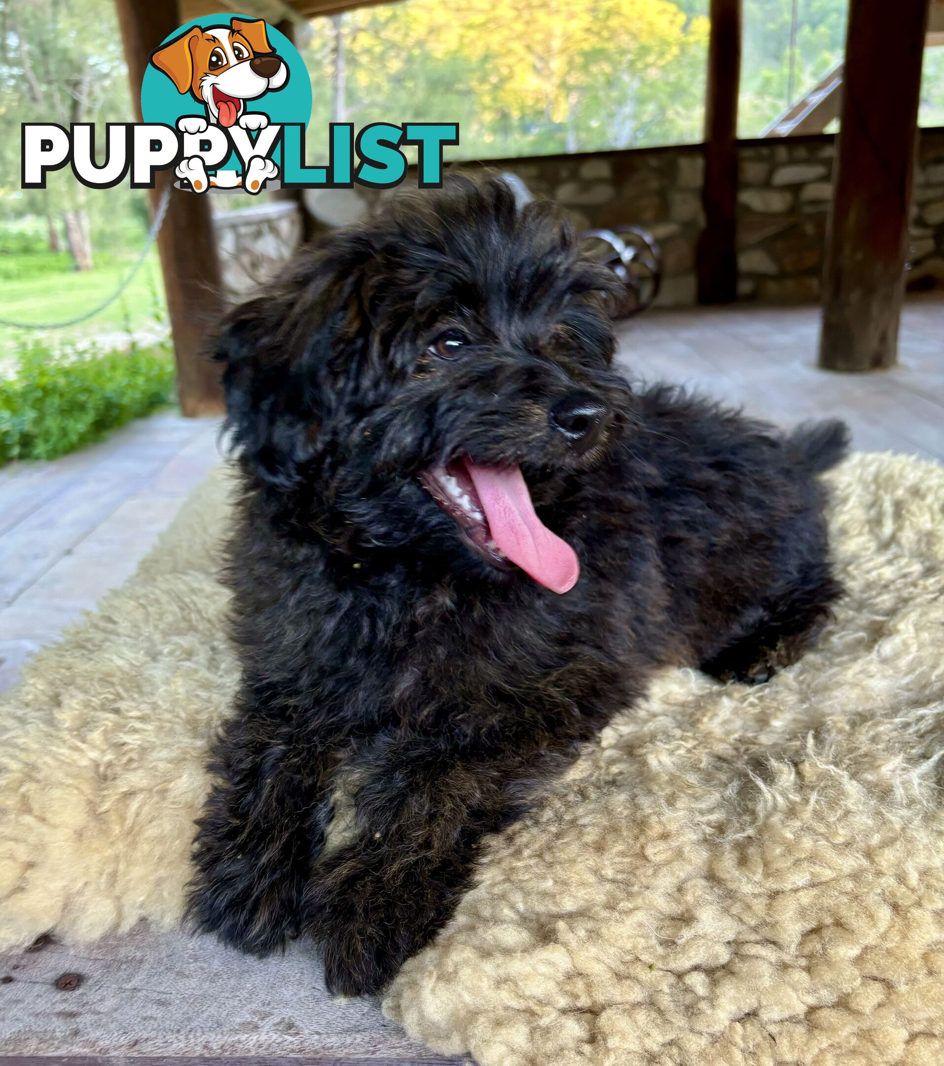 Pomapoo puppies ready for their forever homes