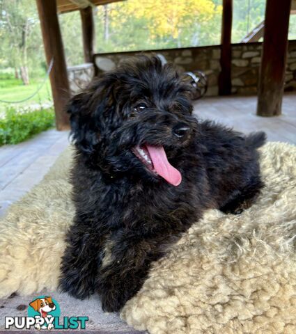 Pomapoo puppies ready for their forever homes