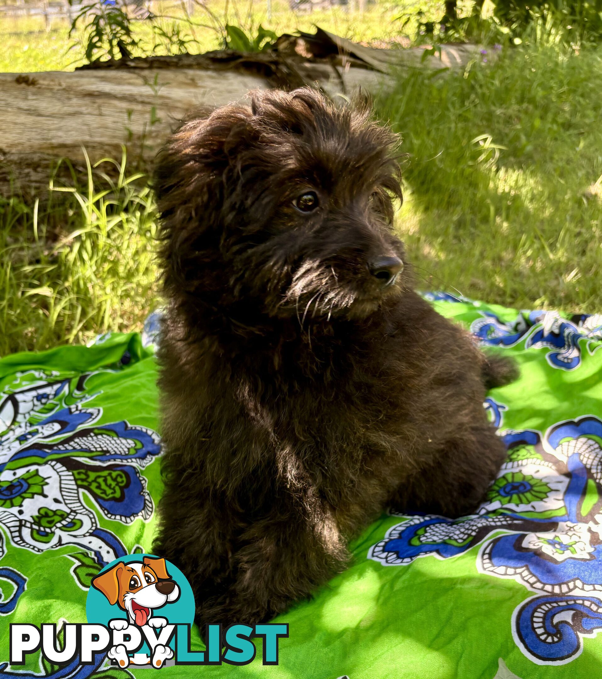 Pomapoo puppies ready for their forever homes