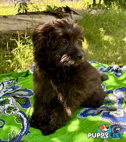 Pomapoo puppies ready for their forever homes