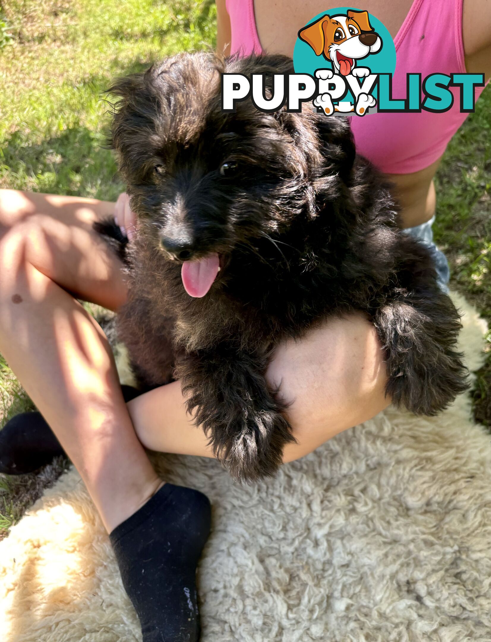 Pomapoo puppies ready for their forever homes