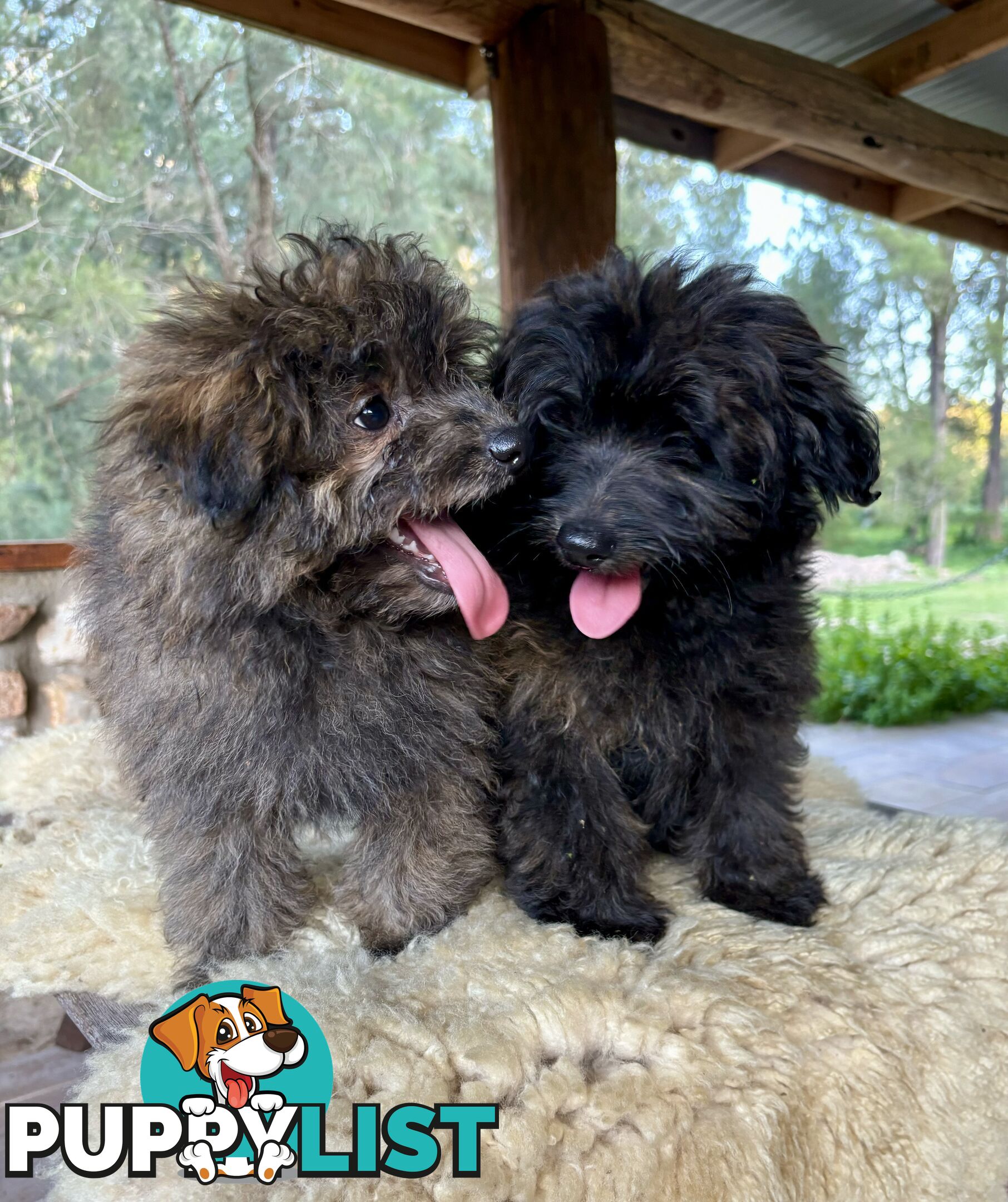 Pomapoo puppies ready for their forever homes