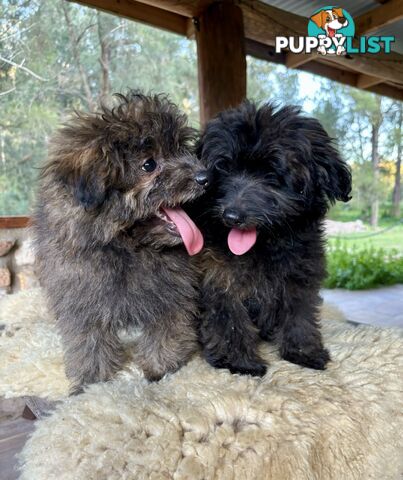 Pomapoo puppies ready for their forever homes