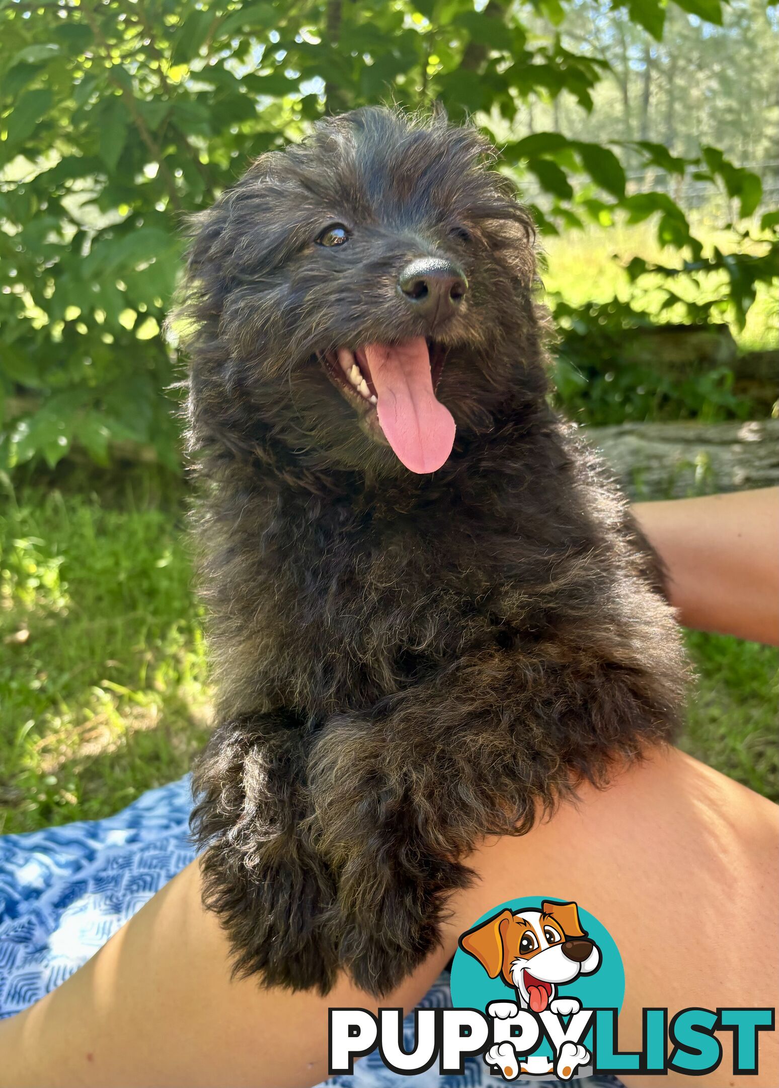 Pomapoo puppies ready for their forever homes