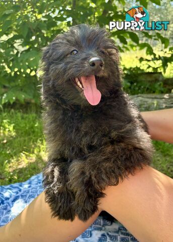 Pomapoo puppies ready for their forever homes