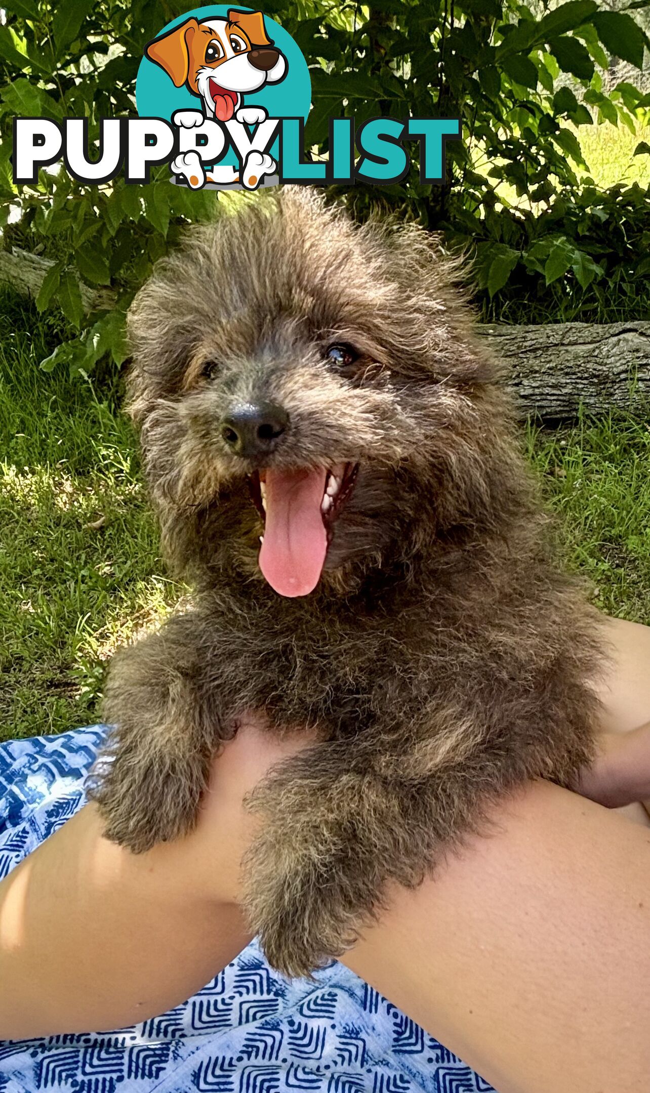 Pomapoo puppies ready for their forever homes