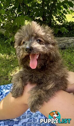 Pomapoo puppies ready for their forever homes