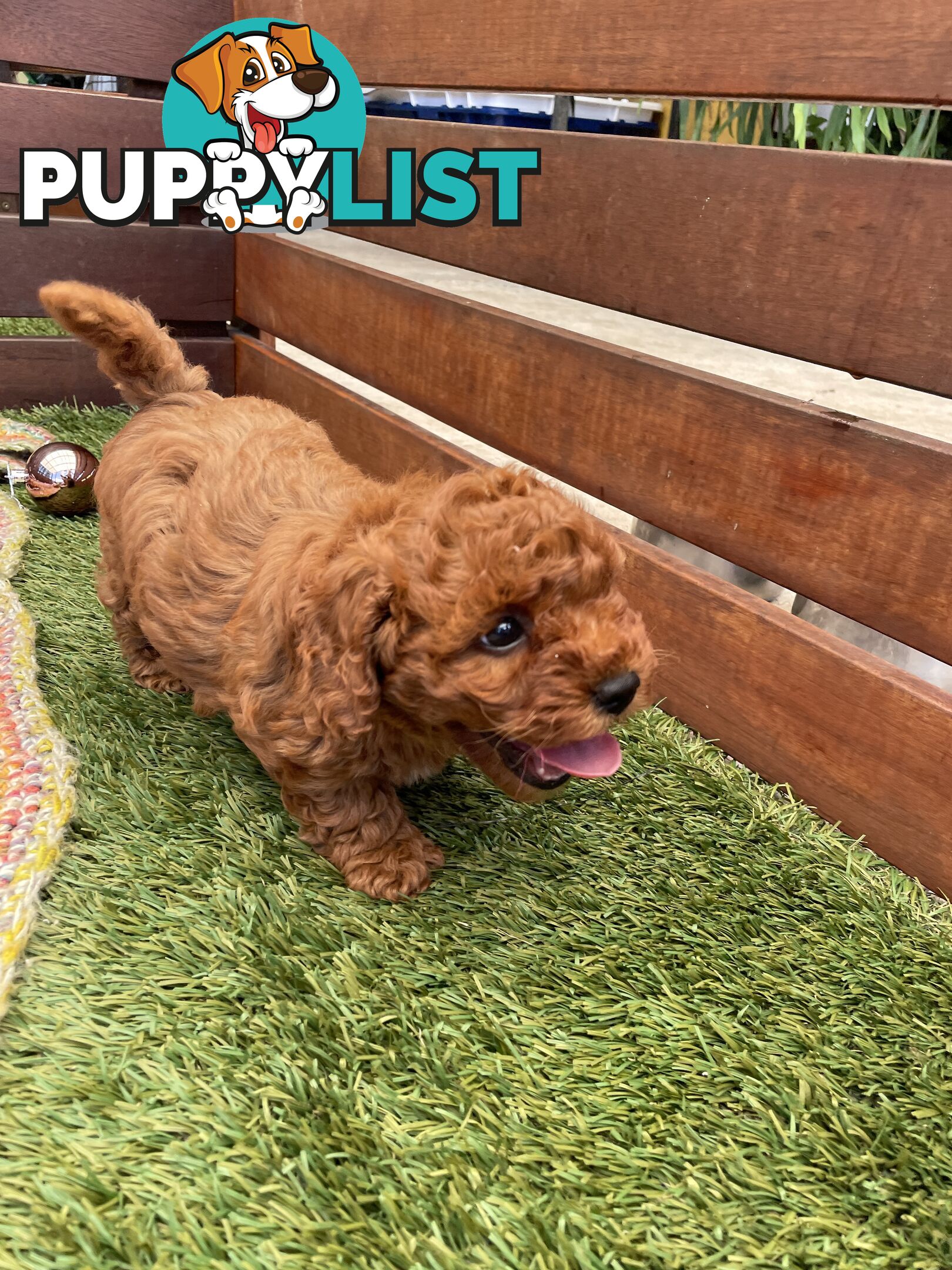 Toy Cavoodle Baby Boy