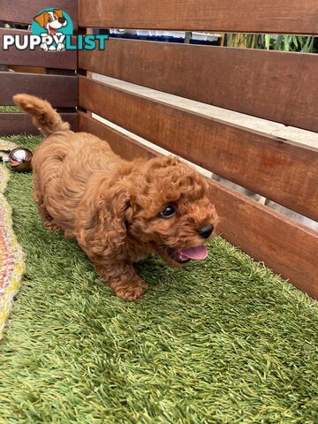 Toy Cavoodle Baby Boy