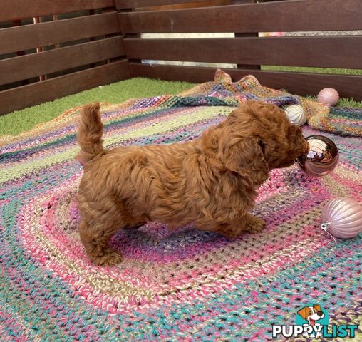 Toy Cavoodle Baby Boy