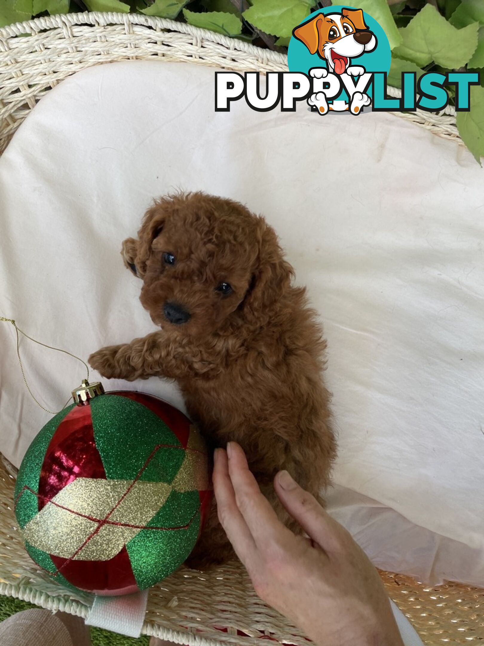 Toy Cavoodle Baby Boy