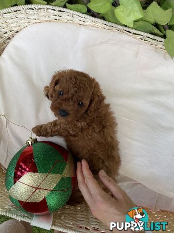 Toy Cavoodle Baby Boy