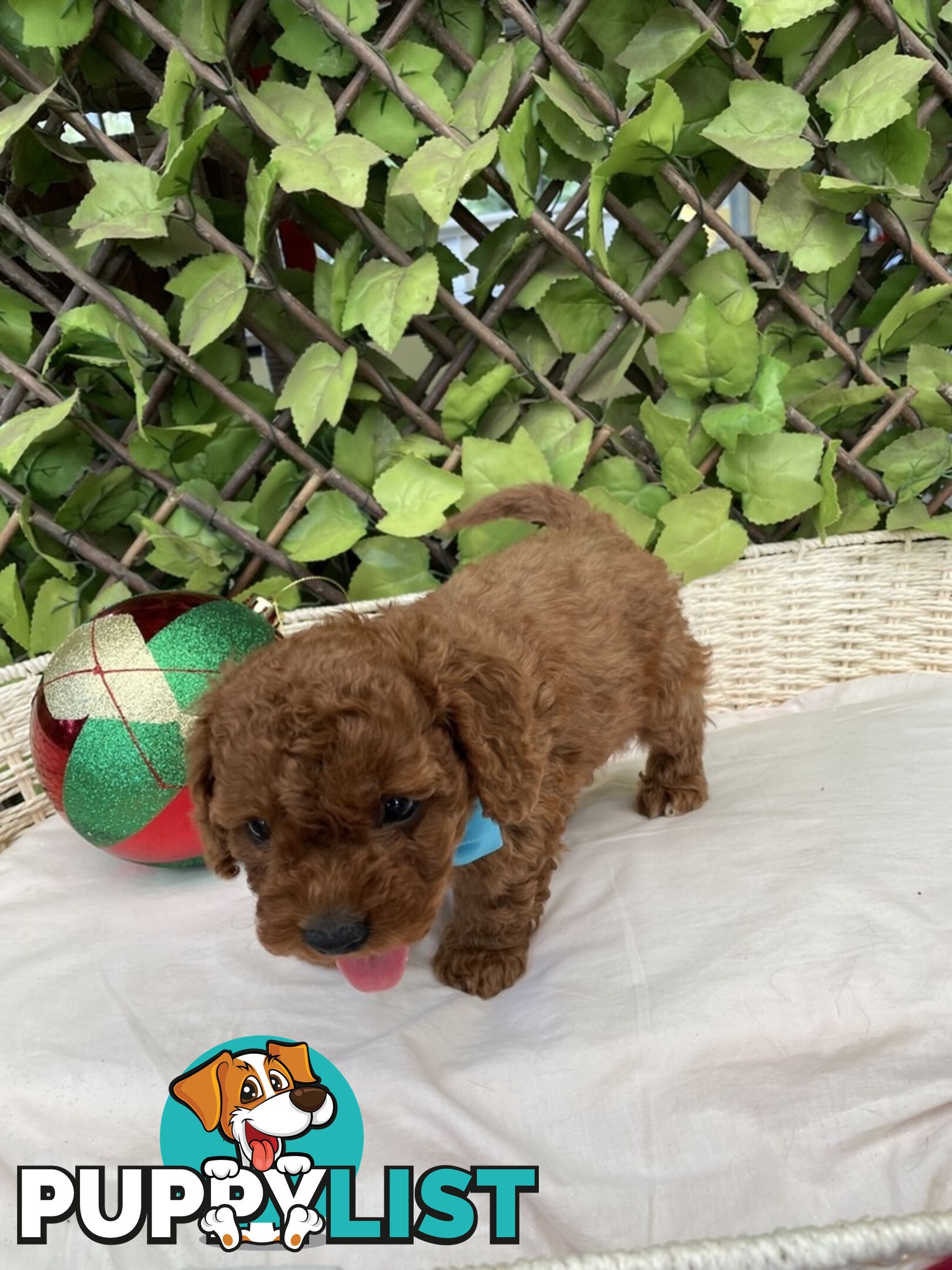 Toy Cavoodle Baby Boy