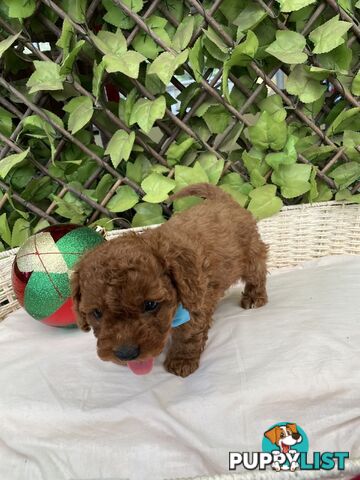 Toy Cavoodle Baby Boy