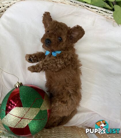 Toy Cavoodle Baby Boy