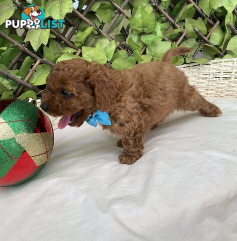 Toy Cavoodle Baby Boy