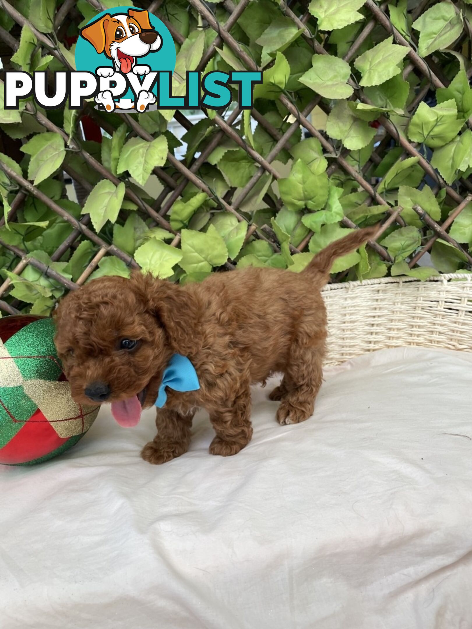 Toy Cavoodle Baby Boy