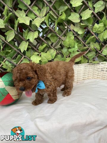 Toy Cavoodle Baby Boy