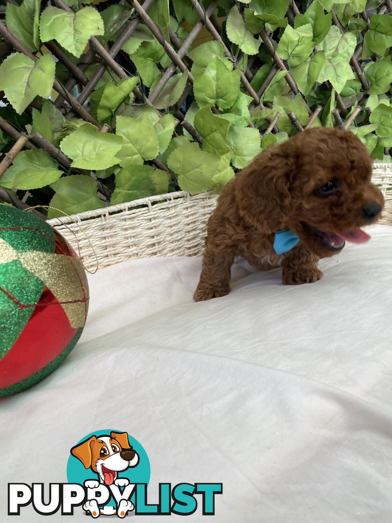 Toy Cavoodle Baby Boy