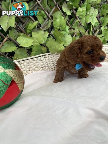 Toy Cavoodle Baby Boy